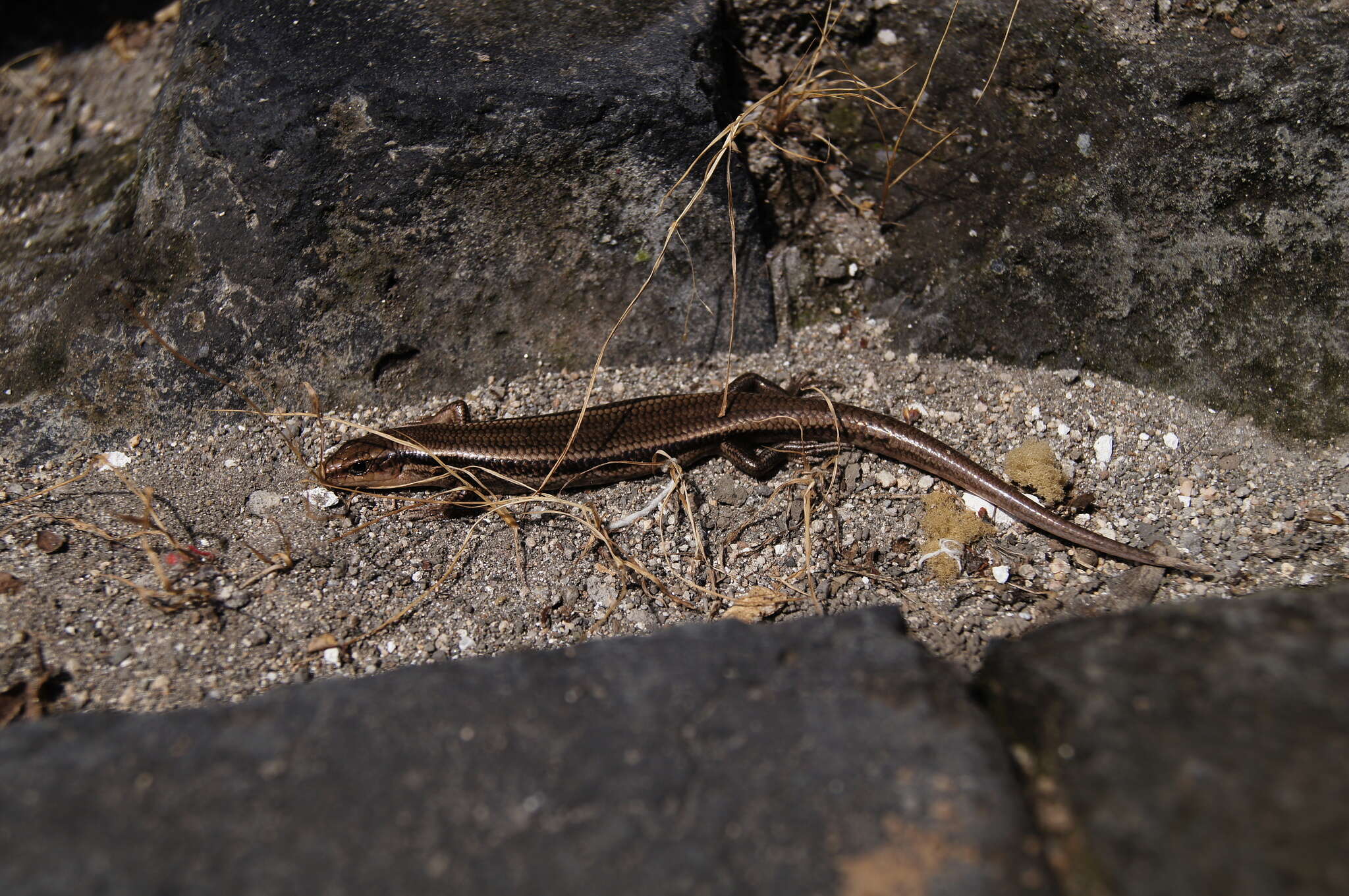 Image de Plestiodon capito (Bocourt 1879)