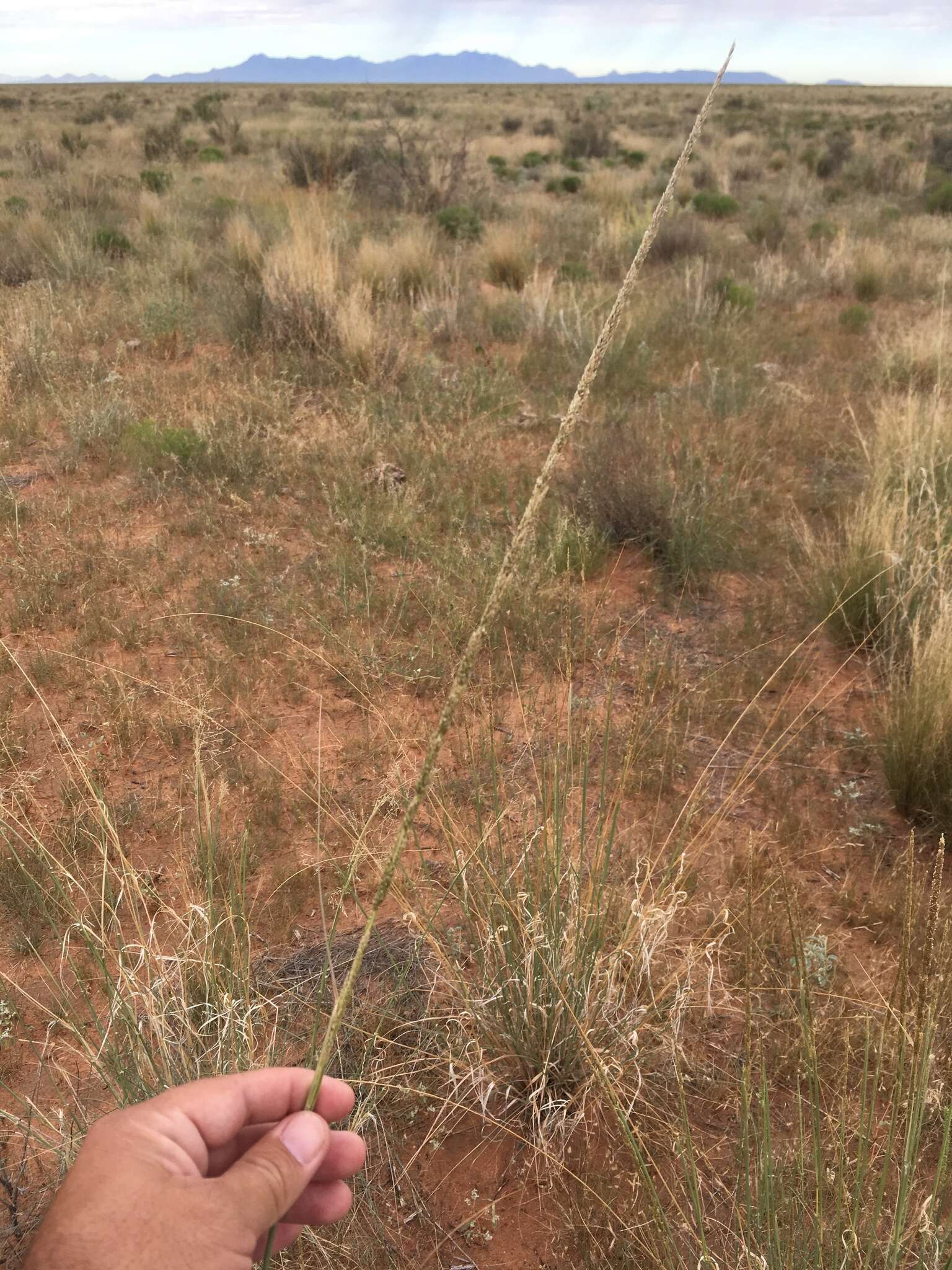 Image of spike dropseed