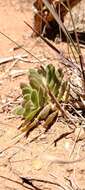 Image of Crassula ciliata L.