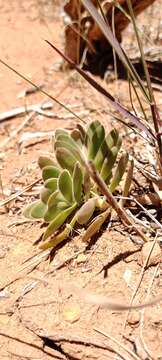 Image of Crassula ciliata L.