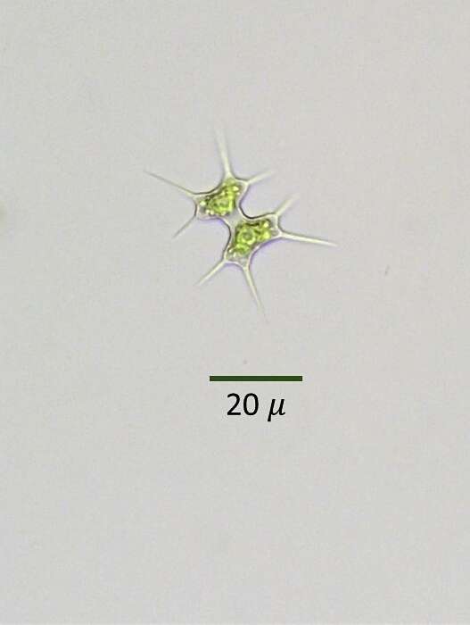 Image of Xanthidium octocorne