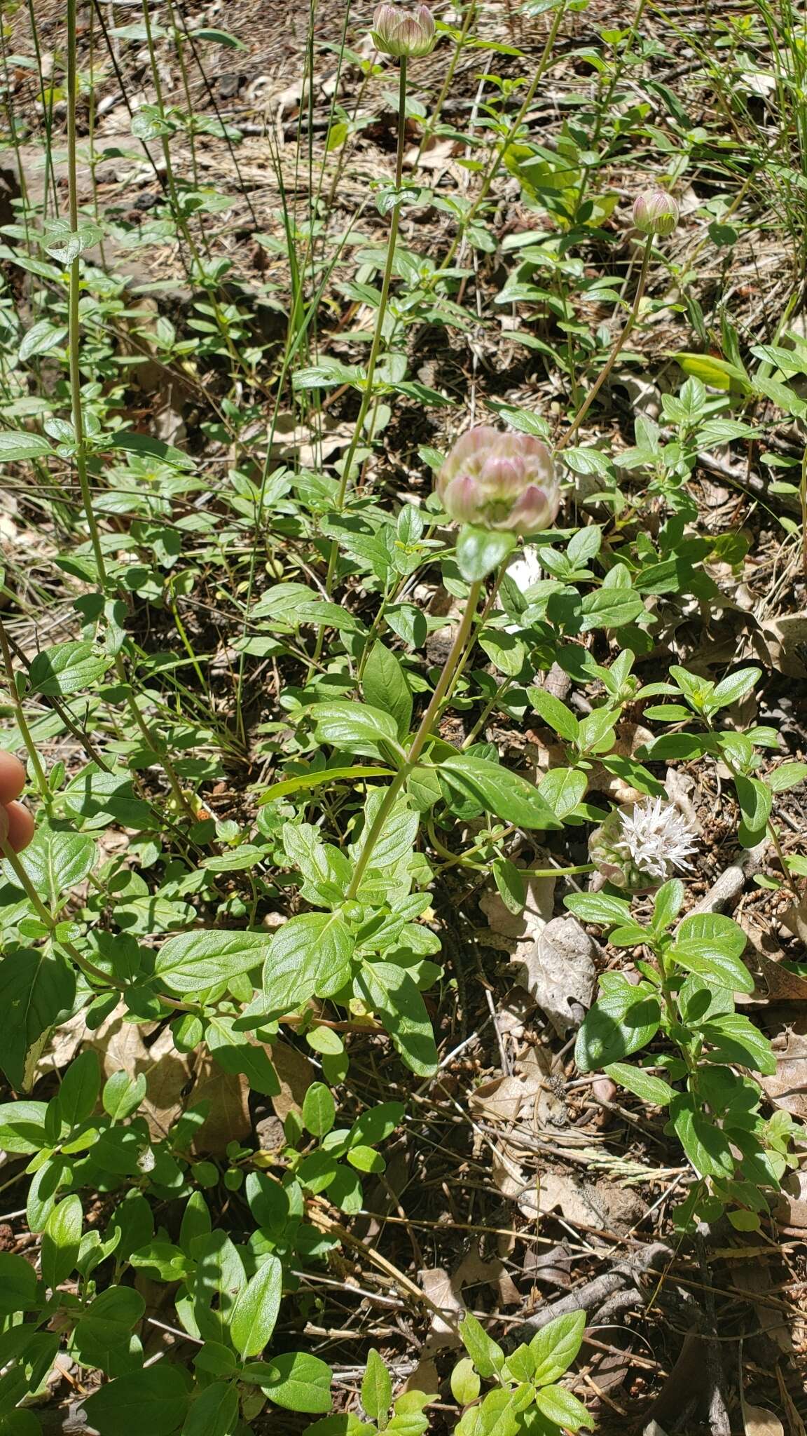 Image of mountain monardella