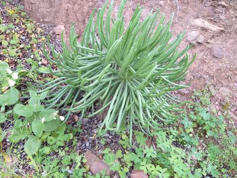 Image of <i>Tylecodon cacalioides</i>