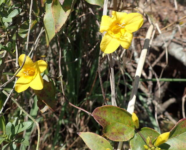 Image of Rankin's trumpetflower