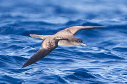 Image of Wedge-tailed Shearwater