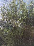 Image of Utah serviceberry