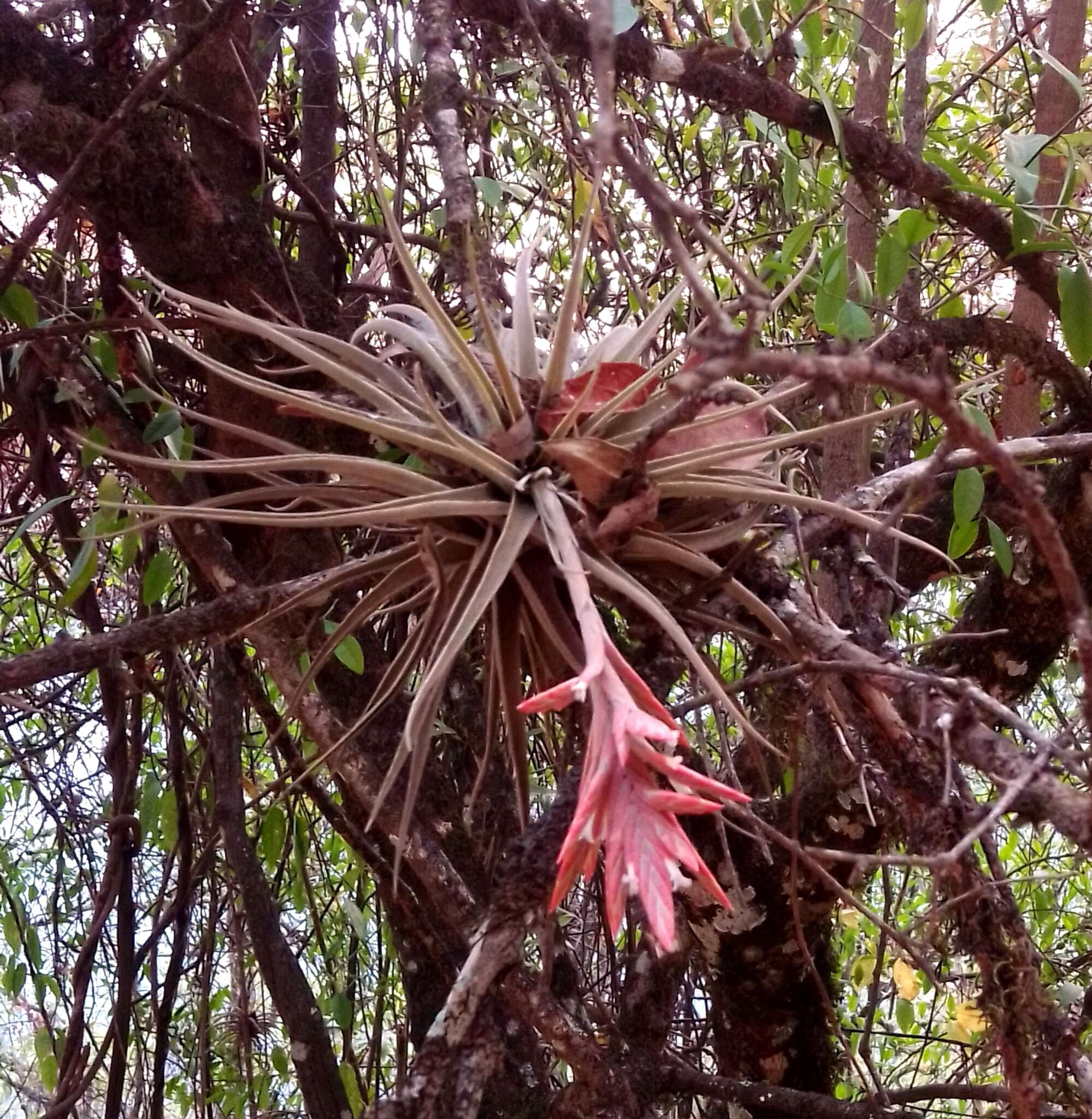 Image of Tillandsia didisticha (É. Morren) Baker