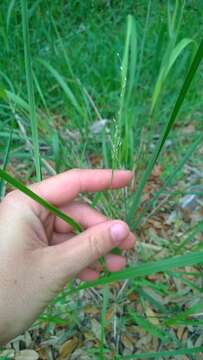 Image of switchgrass