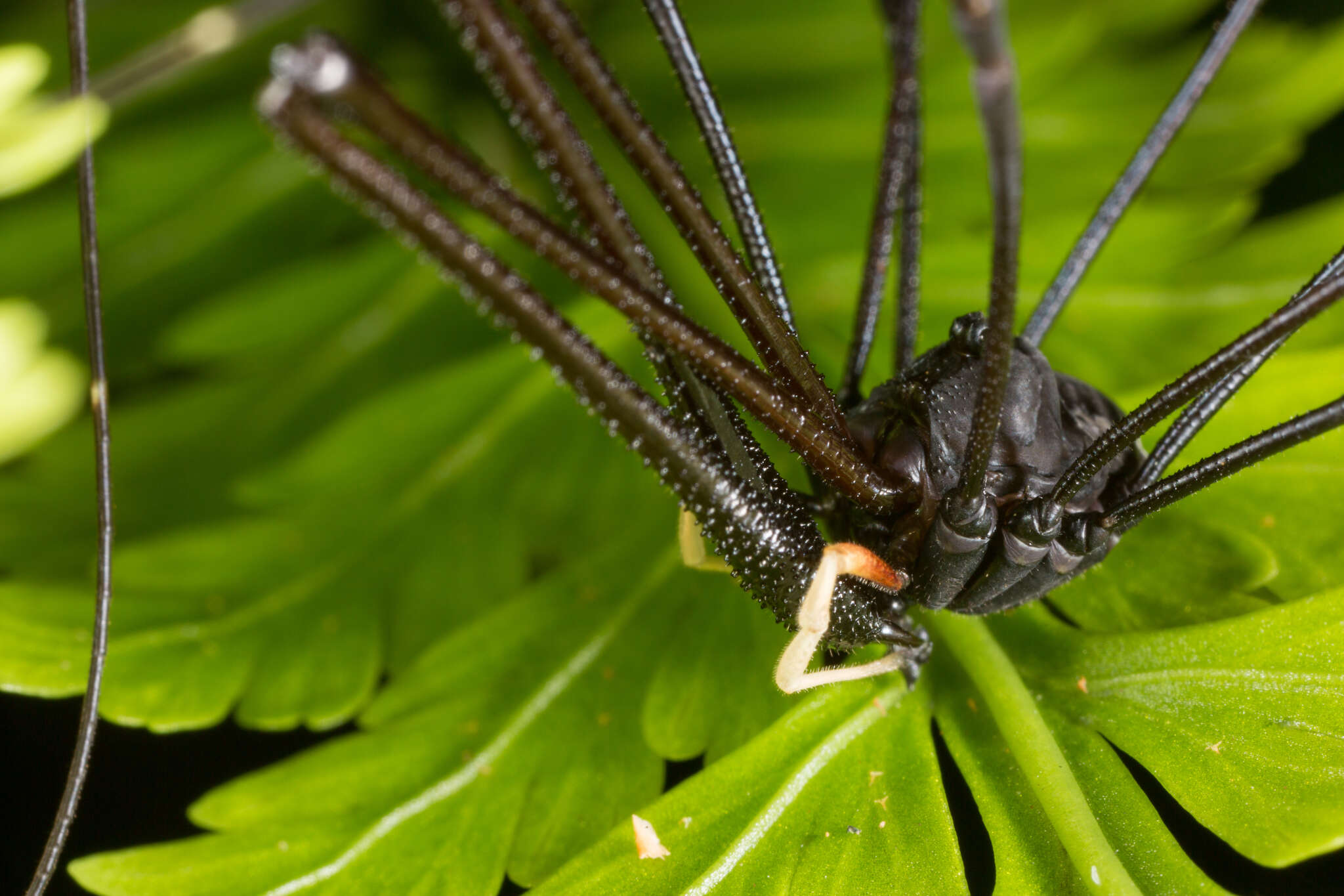 Image of Pantopsalis cheliferoides