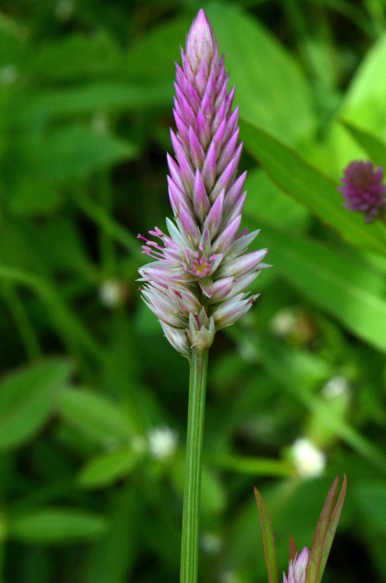 صورة Celosia spicata (Thou.) Spreng.