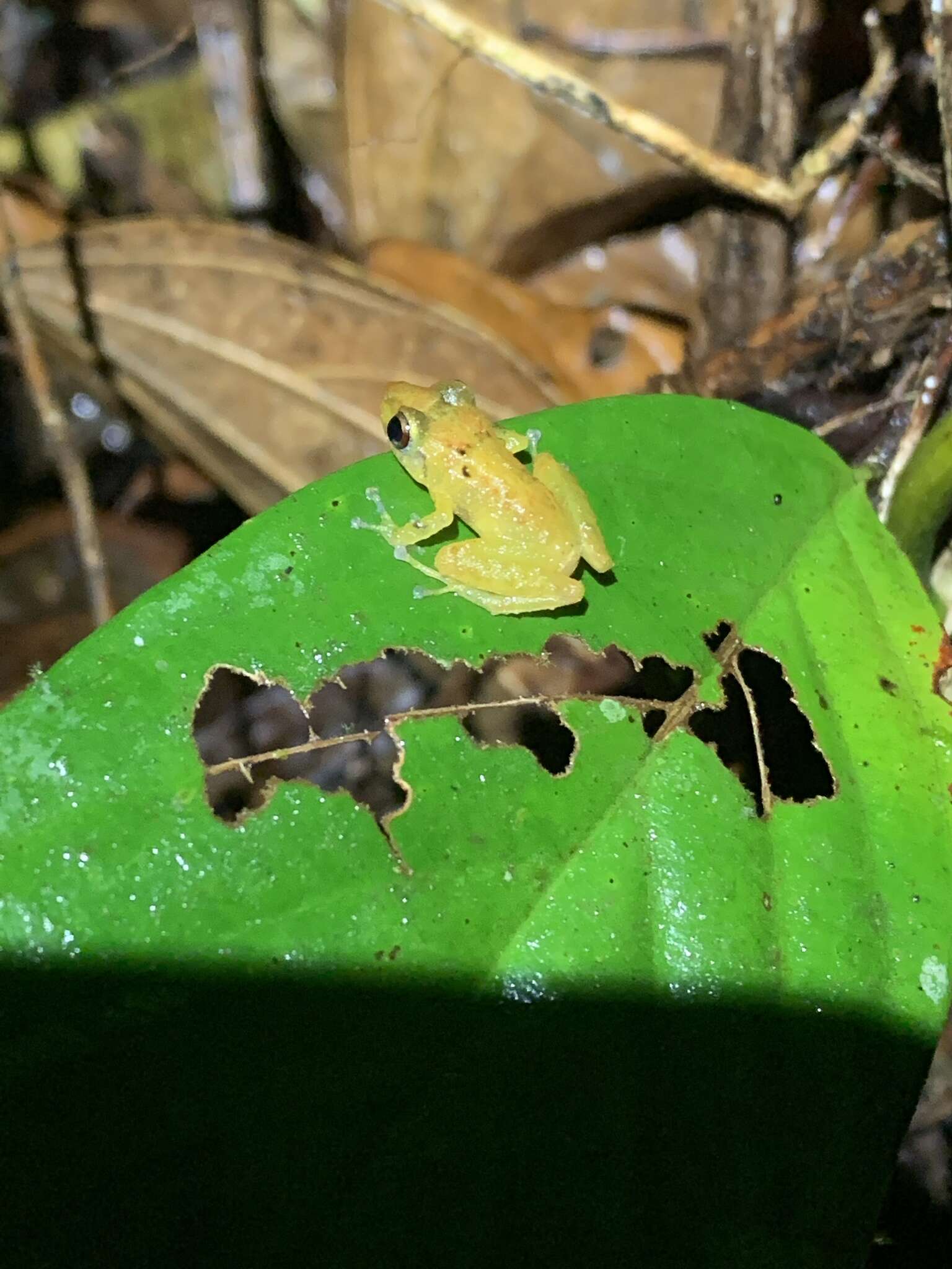 Imagem de Pristimantis altamnis Elmer & Cannatella 2008