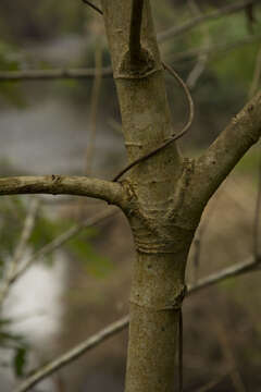 Image of False White Teak