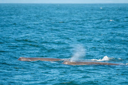 Image of giant beaked whale