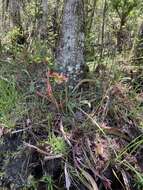 Image of Gulf pitcherplant