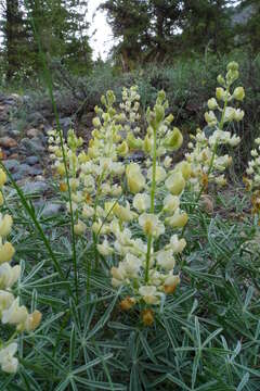 Image of sulphur lupine