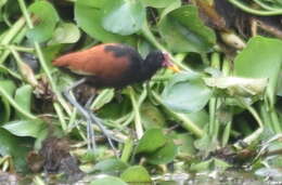 Image of Jacana jacana scapularis Chapman 1922