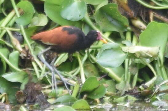 Image of Jacana jacana scapularis Chapman 1922