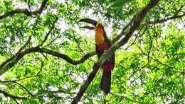 Image of Ramphastos vitellinus ariel Vigors 1826