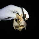Image of Thomas's Big-eared Brown Bat