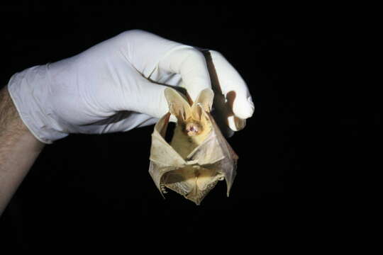 Image of Thomas's Big-eared Brown Bat