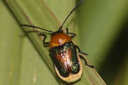 Imagem de Aporocera iridipennis