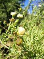 Image of Mesembryanthemum splendens L.