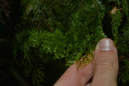 Hymenophyllum deplanchei Mett. ex Kuhn resmi