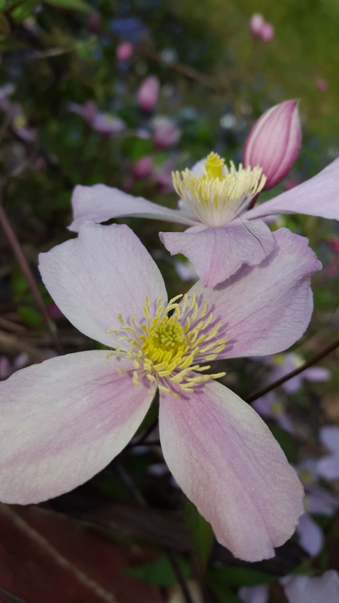 صورة Clematis montana Buch.-Ham. ex DC.