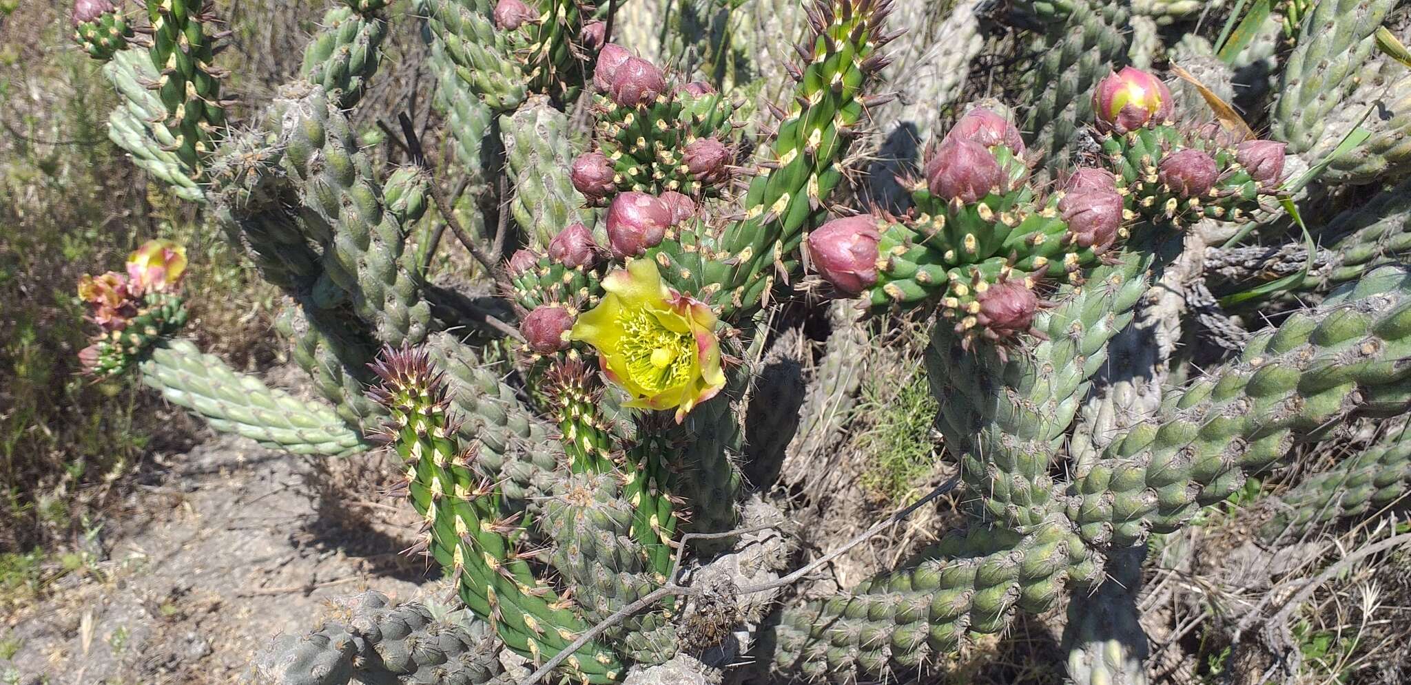 Image of California pricklypear