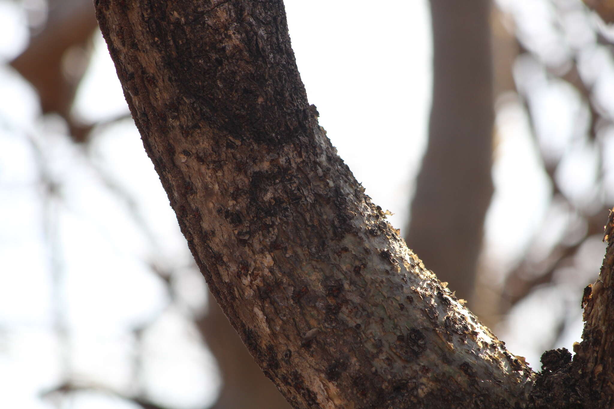 Image of Bursera silviae Rzed. & Calderón