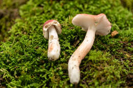 Image of Russula peckii Singer 1943