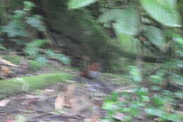 Image of Bicolored Antpitta