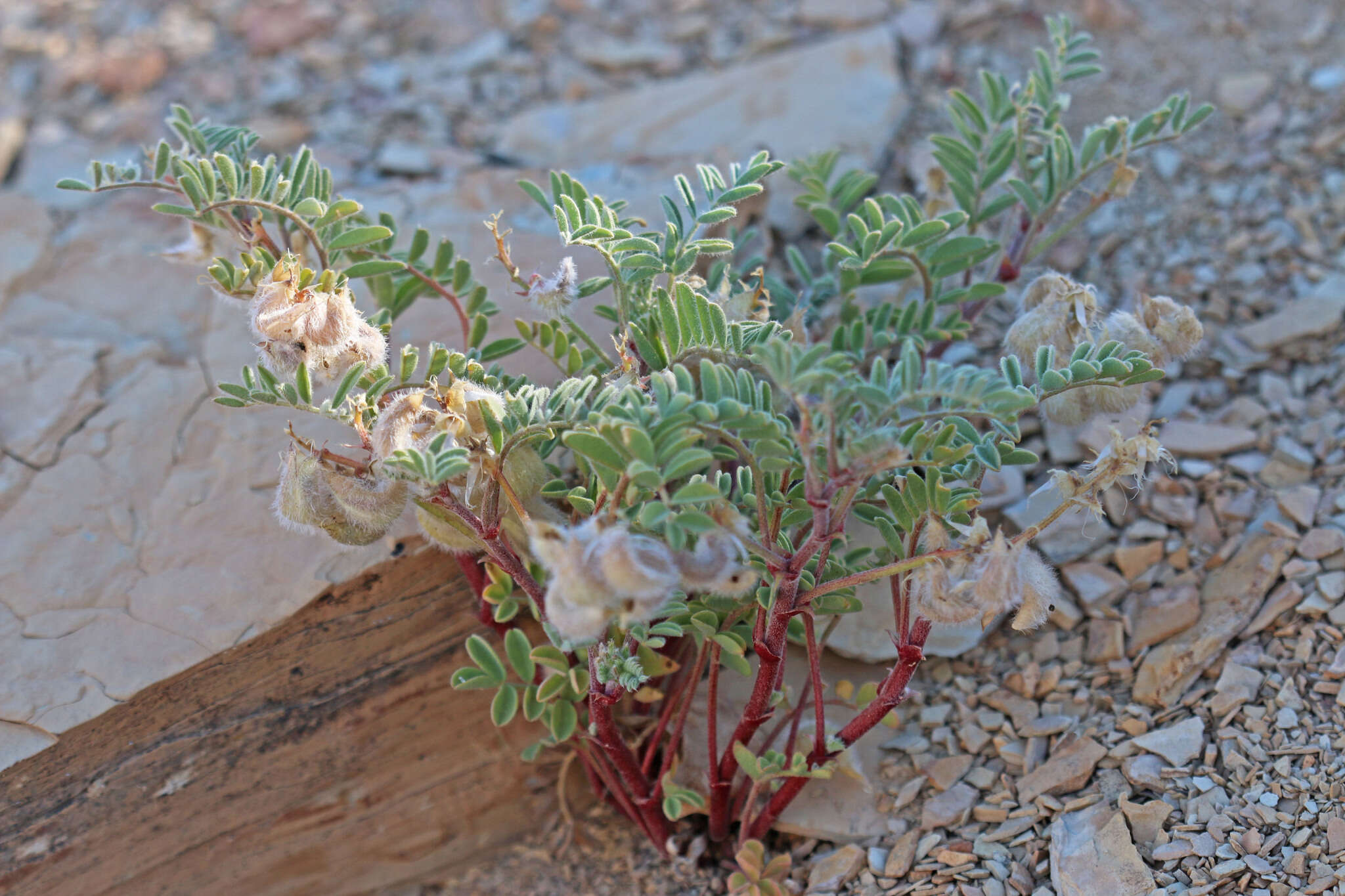 Plancia ëd Astragalus pubentissimus Torr. & A. Gray