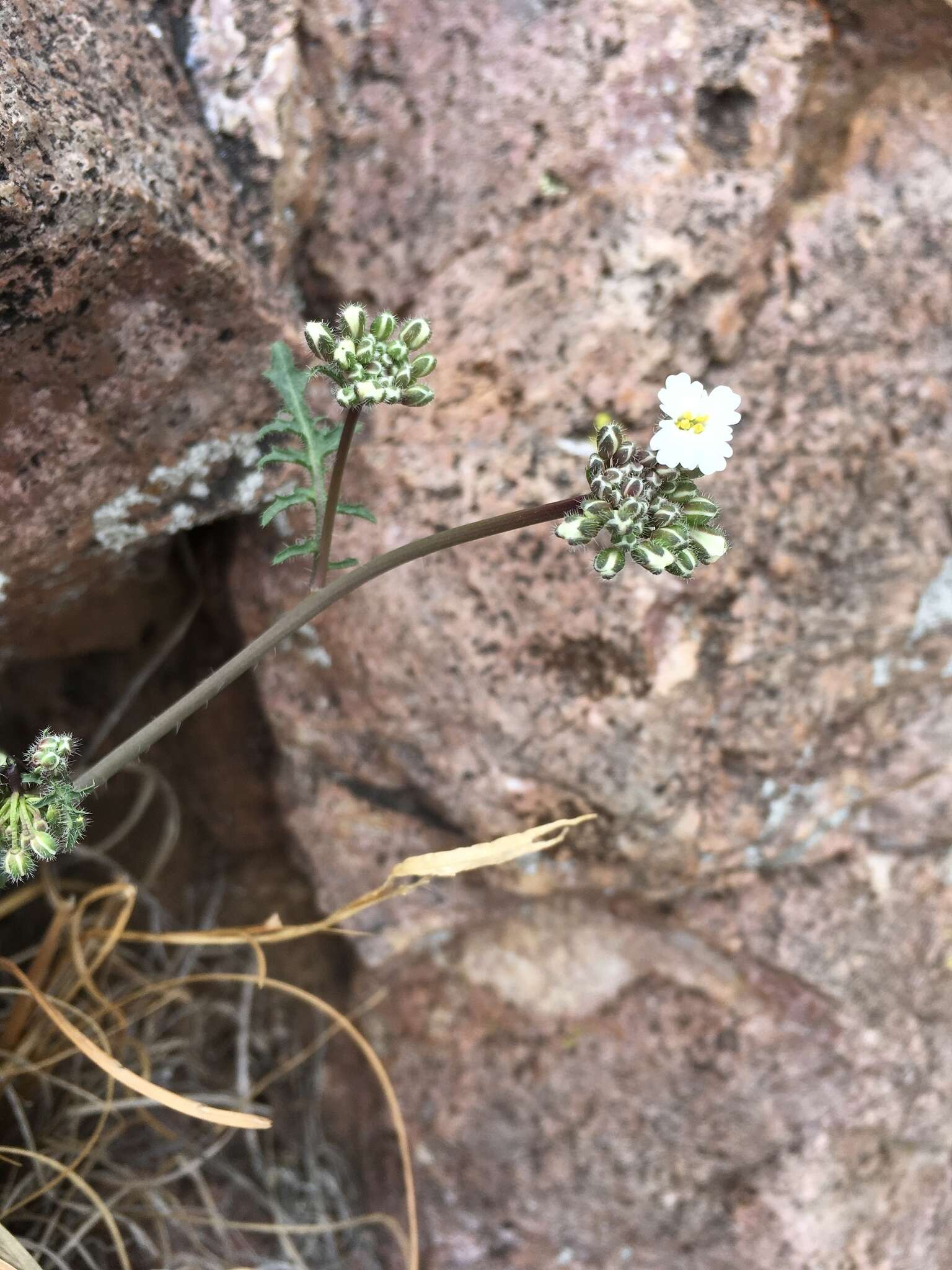 Plancia ëd Dryopetalon runcinatum A. Gray