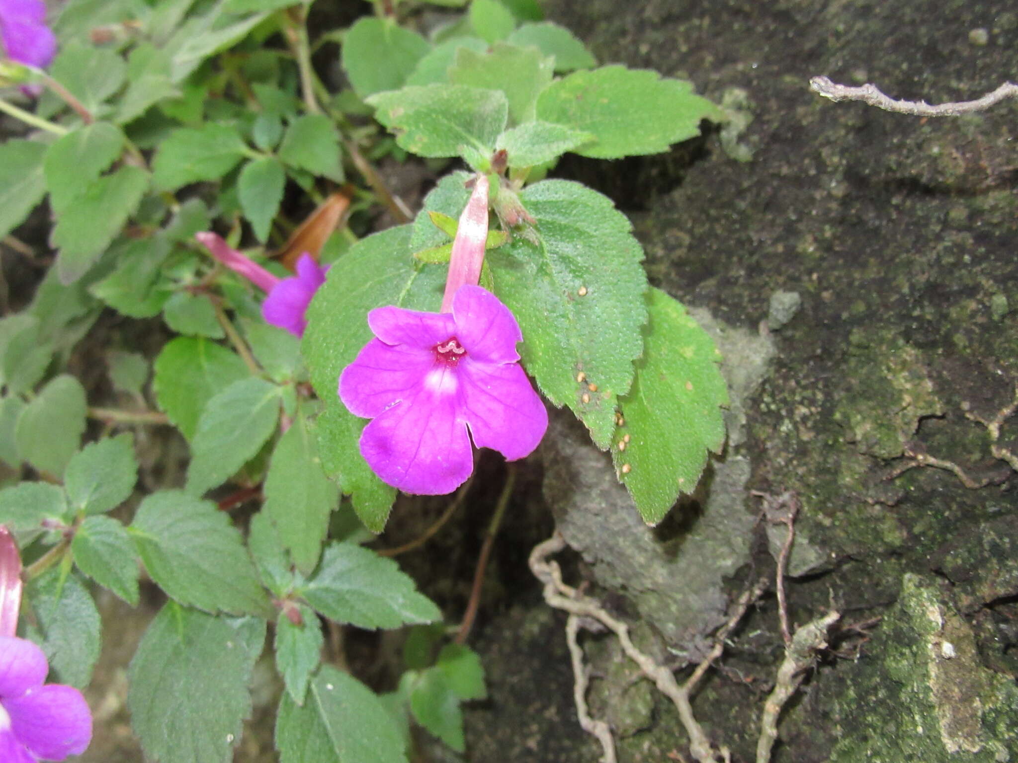 Image of Achimenes patens Benth.