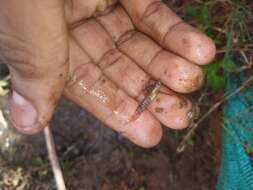 Image of Golden Wonder Killifish