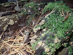 Image of Cribraria argillacea