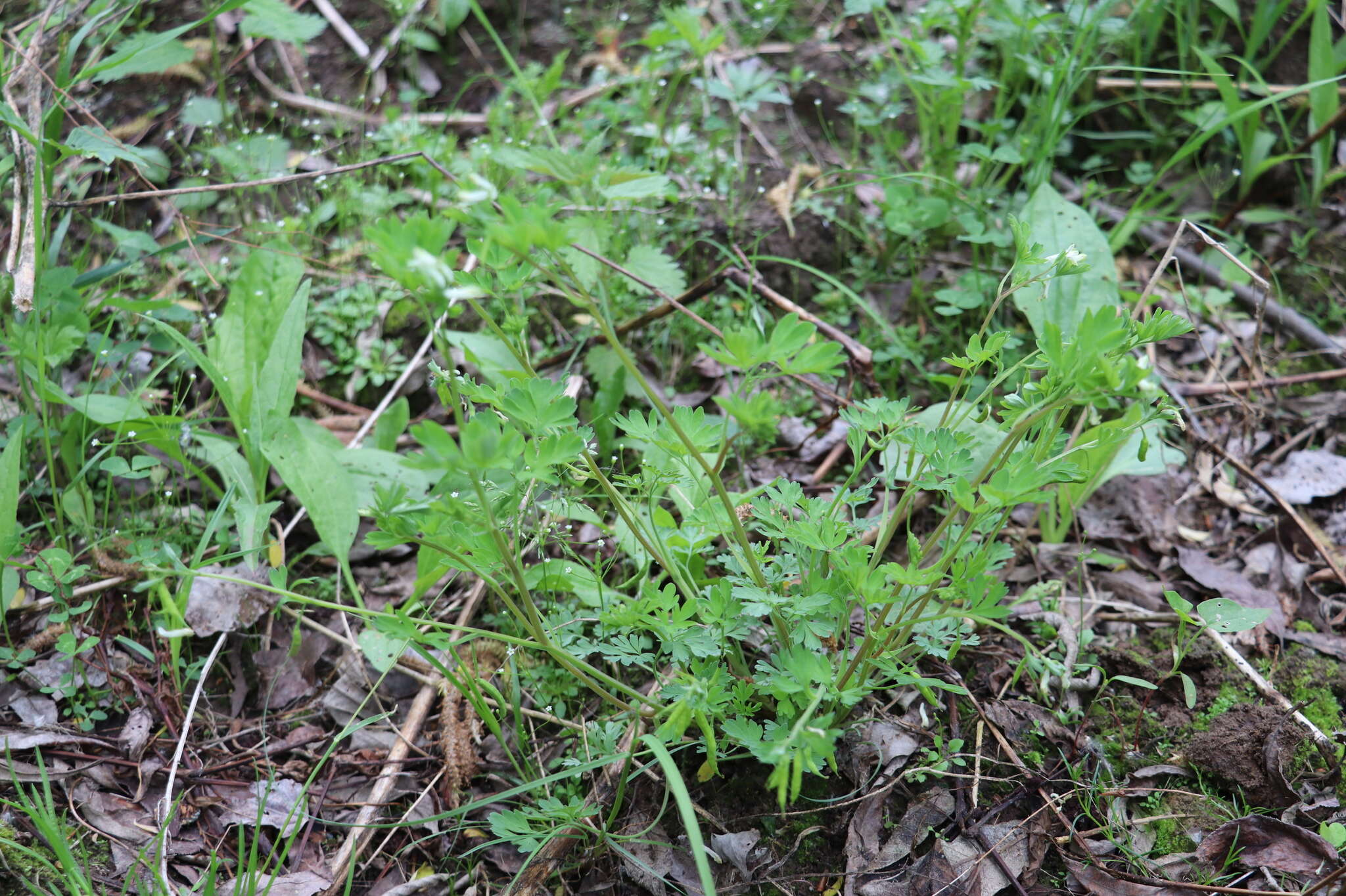 Image de Corydalis capnoides (L.) Pers.