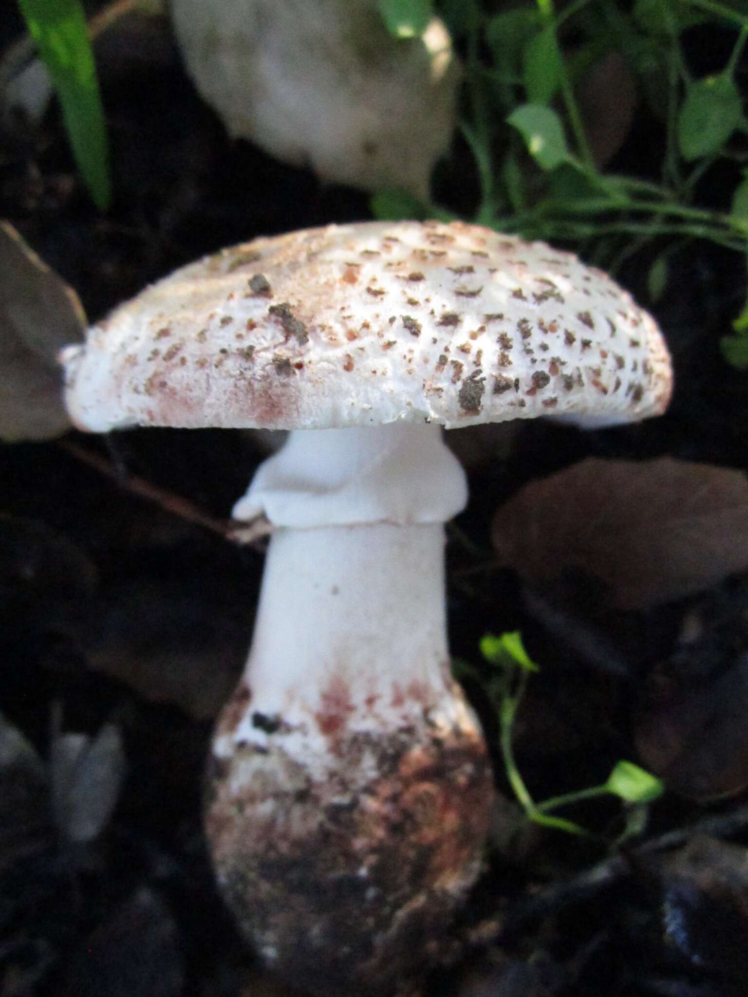 Image of Amanita novinupta Tulloss & J. Lindgr. 1994