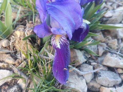 Слика од Iris lutescens Lam.