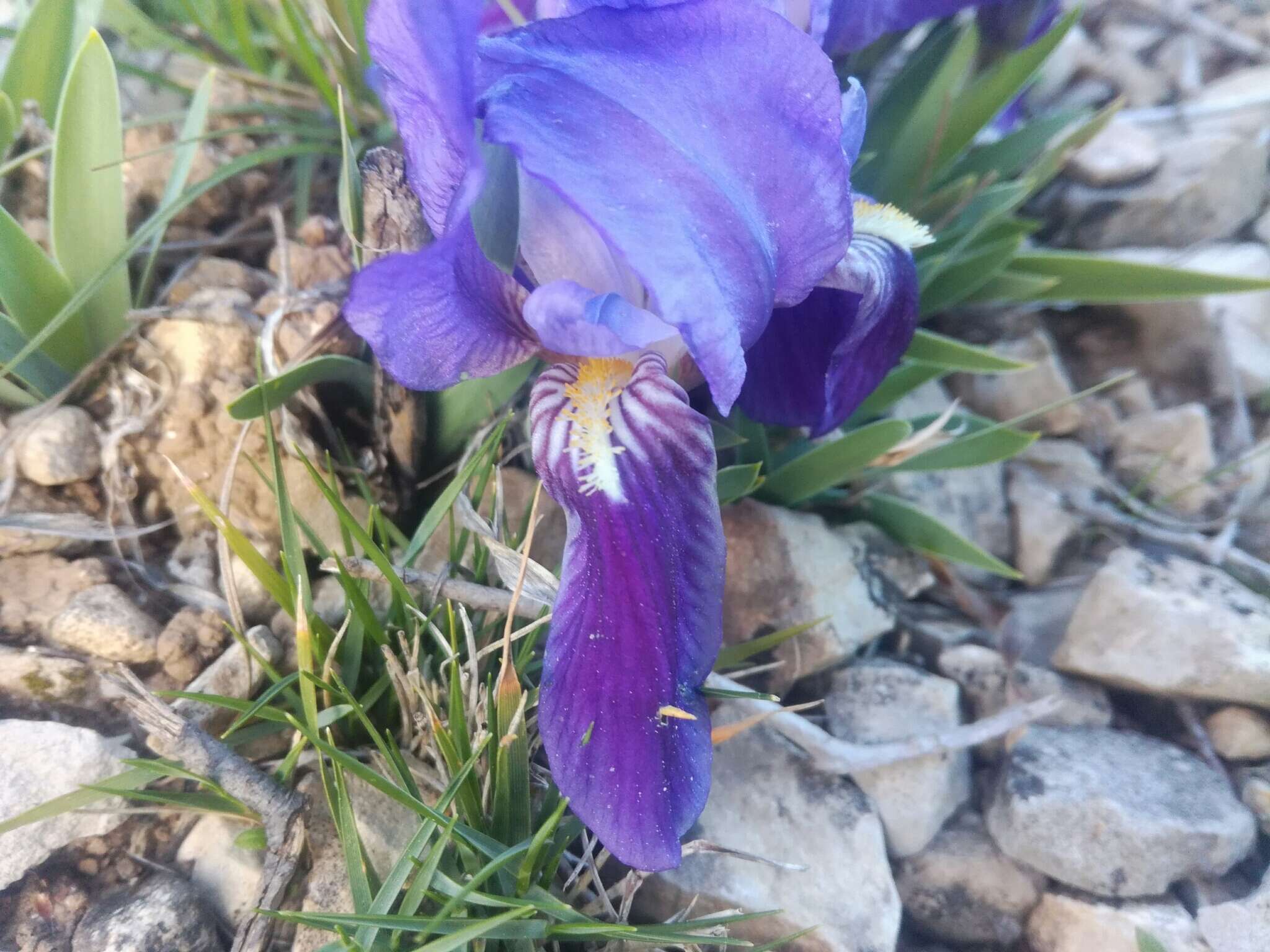 Image de Iris lutescens Lam.