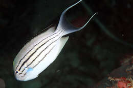 Image of Blackstriped Angelfish