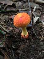 Image of Amanita rubrovolvata S. Imai 1939