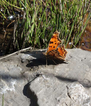 Image of <i>Polygonia <i>egea</i></i> egea