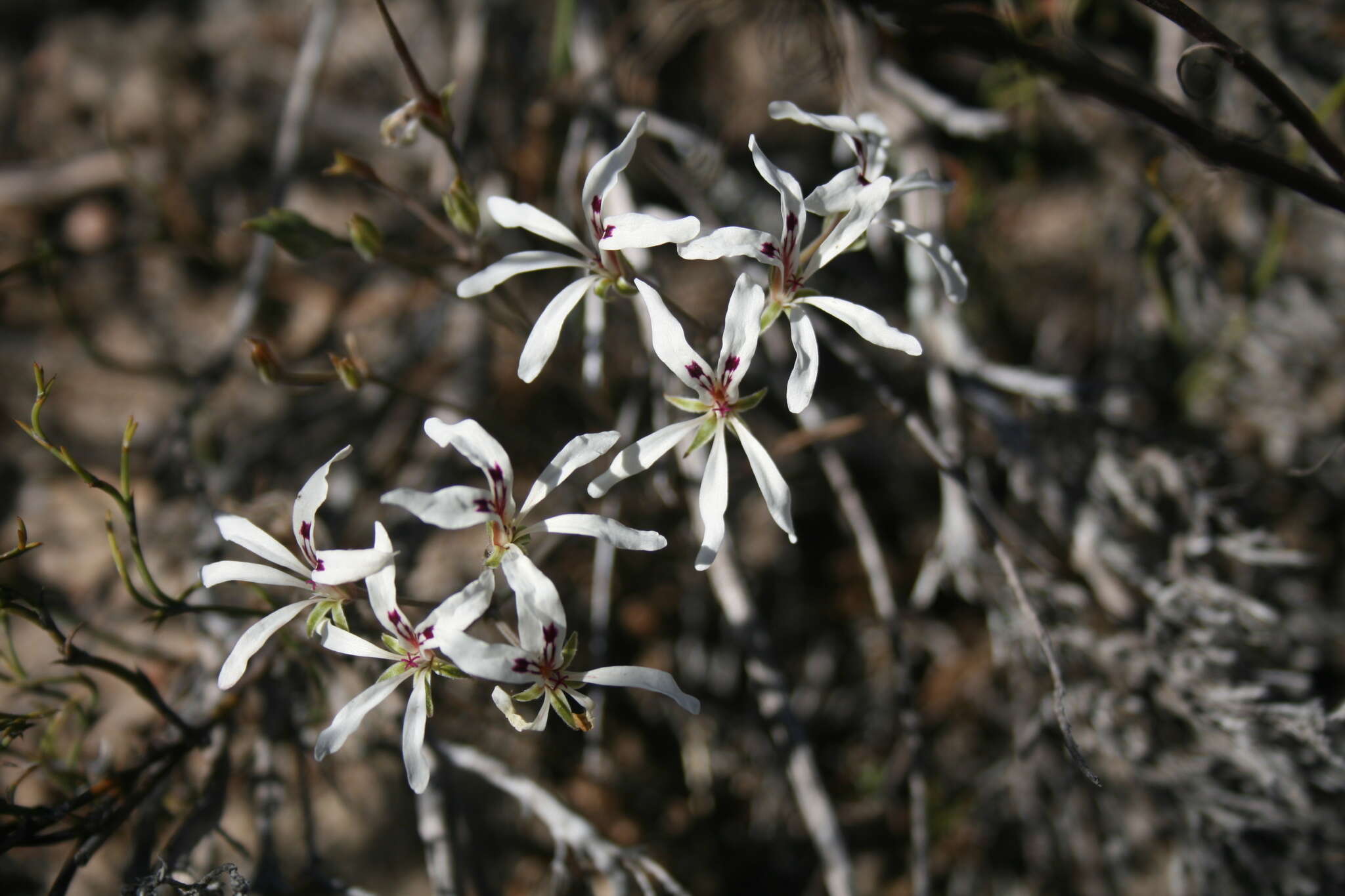 Image of Pelargonium fergusoniae L. Bolus