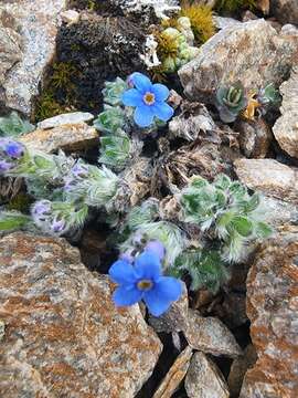 Plancia ëd Eritrichium nanum var. aretioides (Cham.) Herder