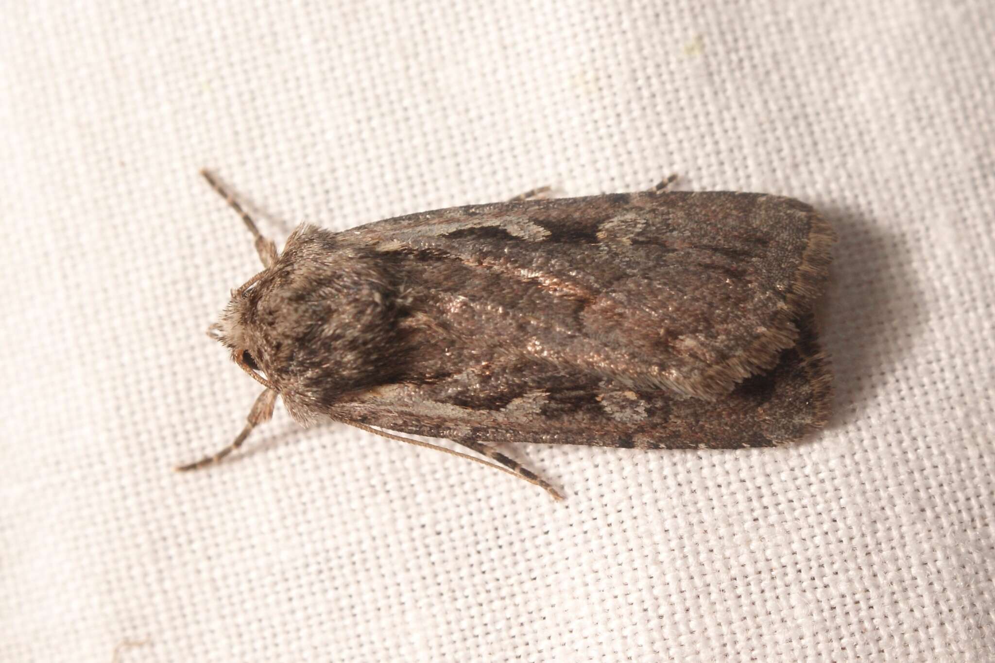 Image of heath rustic