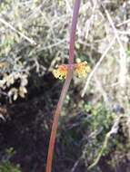 Image of Ephedra tweedieana C. A. Mey.