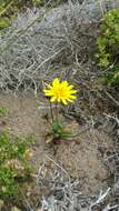 Image of woolly goat chicory