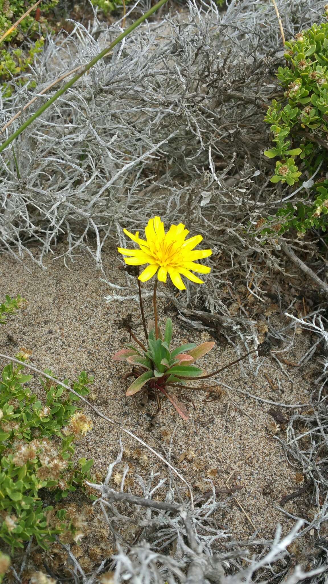 صورة Agoseris apargioides var. eastwoodiae (Fedde) Munz